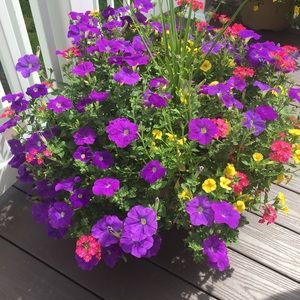 Meet your Posher, Sharon